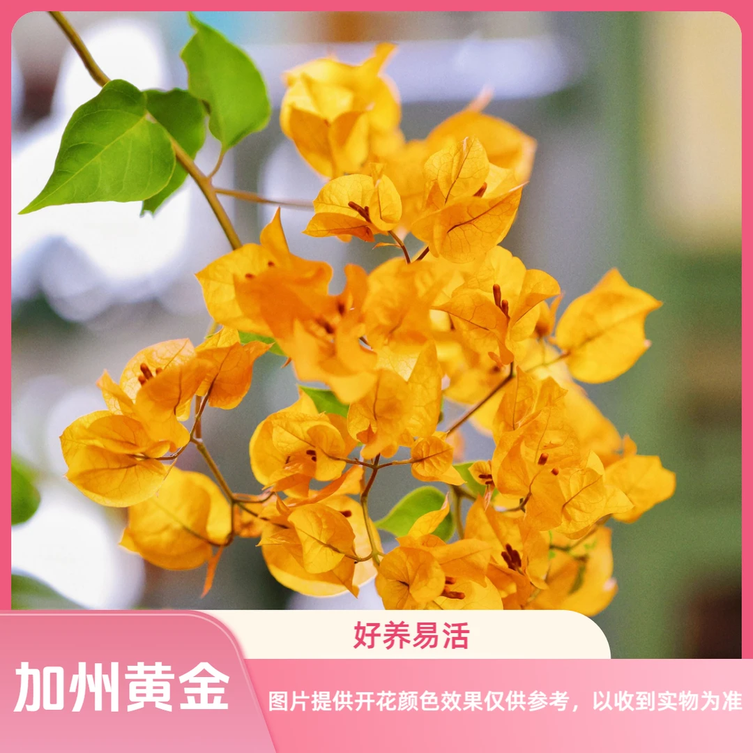 【加州黄金】三角梅袋苗原生苗四季开花勤花好养易成活新手植物