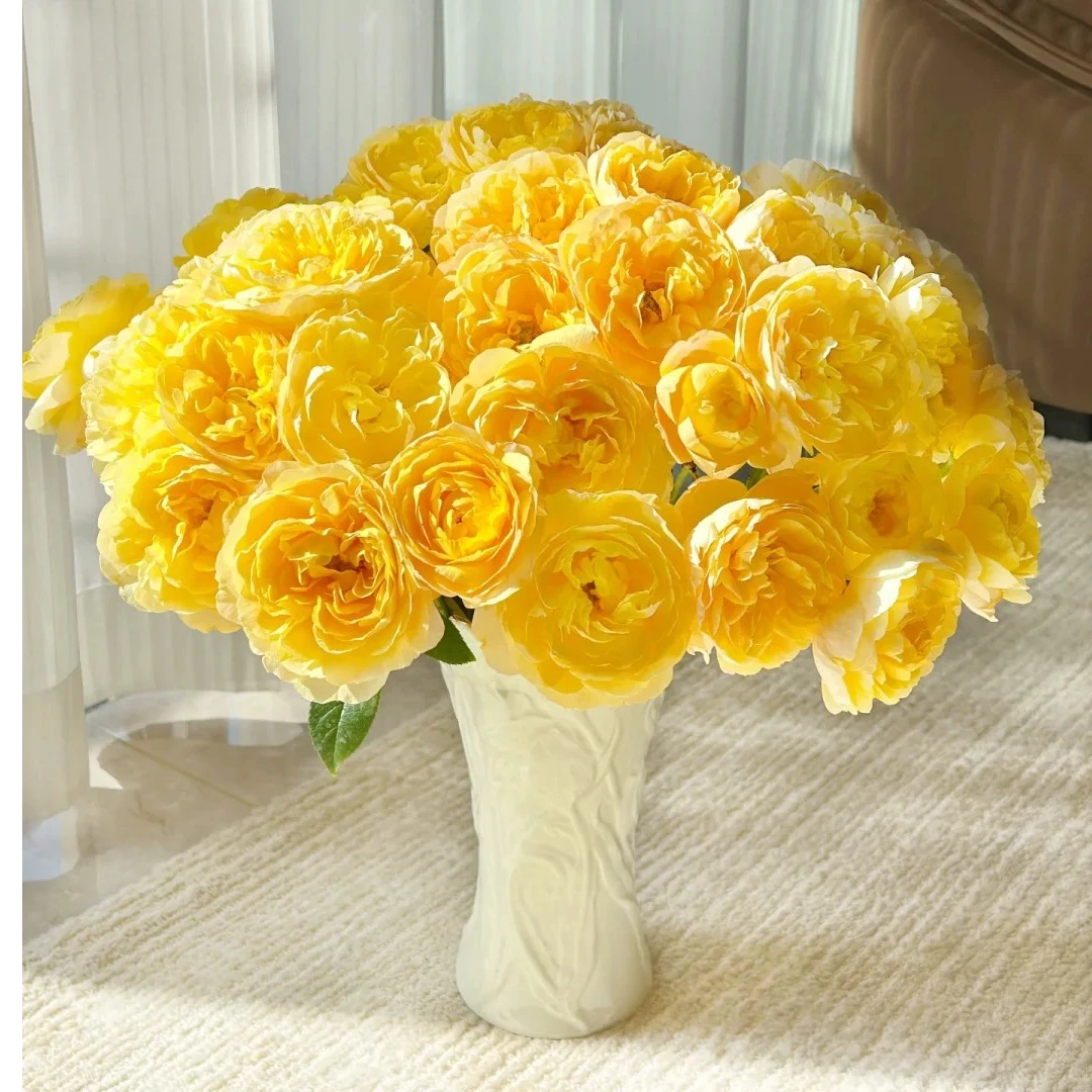 【橙汁阳台 多头玫瑰】 鲜切花 