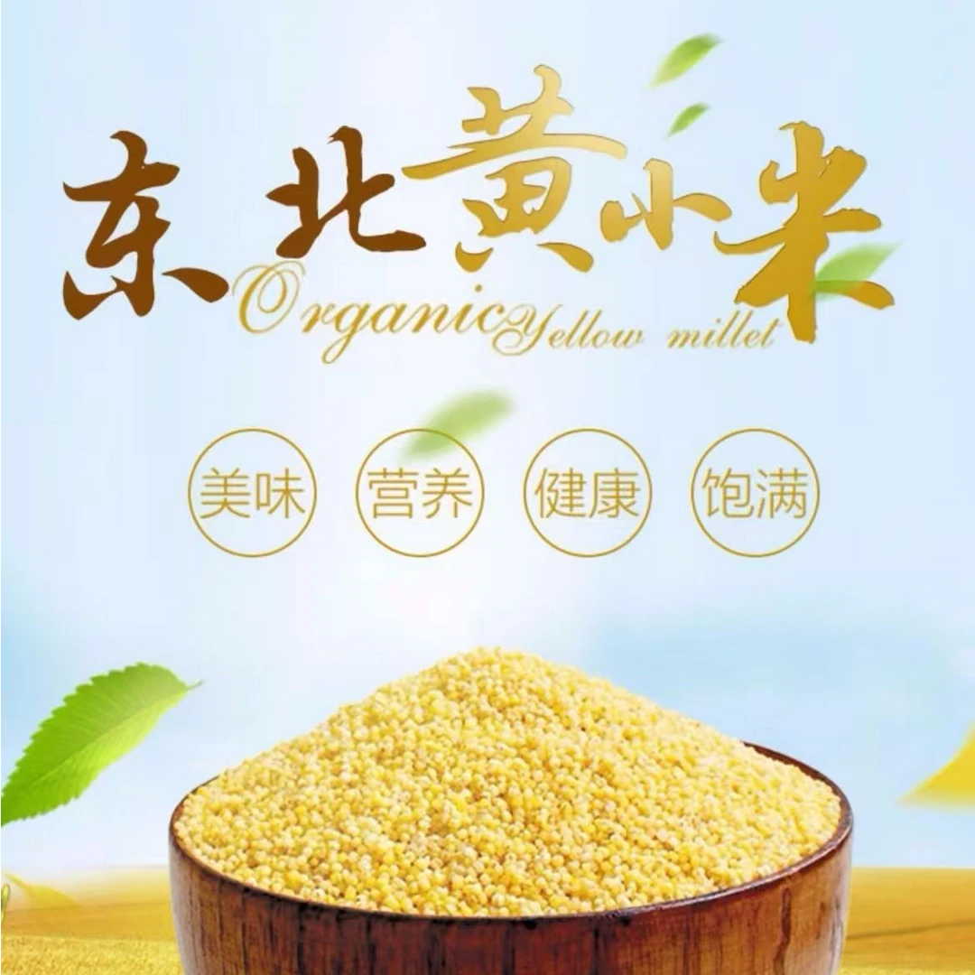 【 优质东北5斤黄小米】农家小黄米吃的五谷粗粮米脂小米粥食用