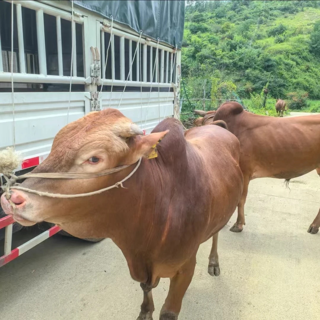 【新鲜黄牛肉】云上锦农 随机改价链接 丹寨小黄牛肉新鲜不带皮