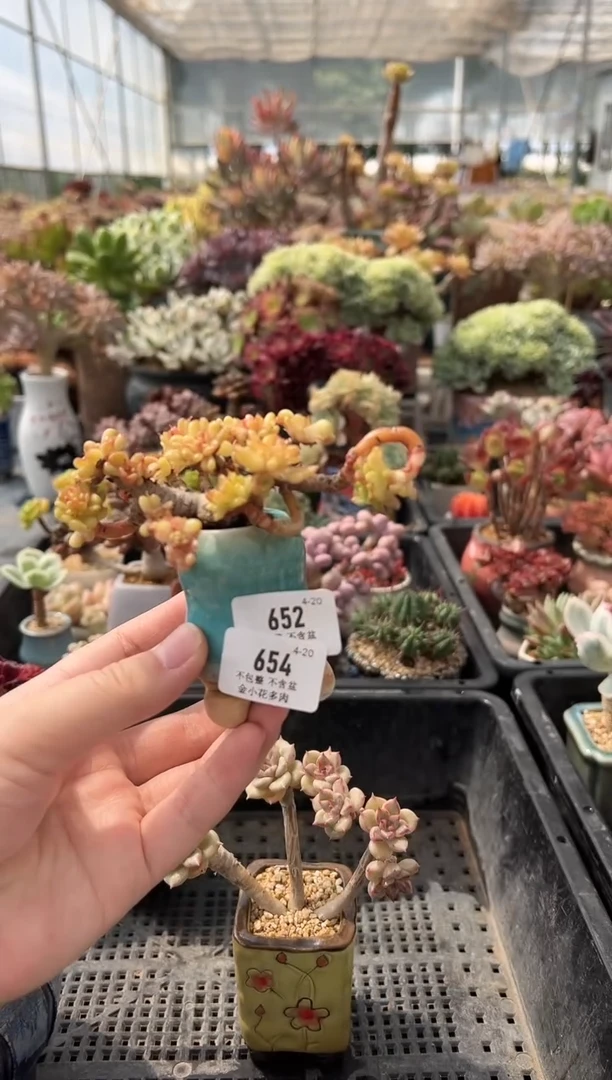 654        花盆