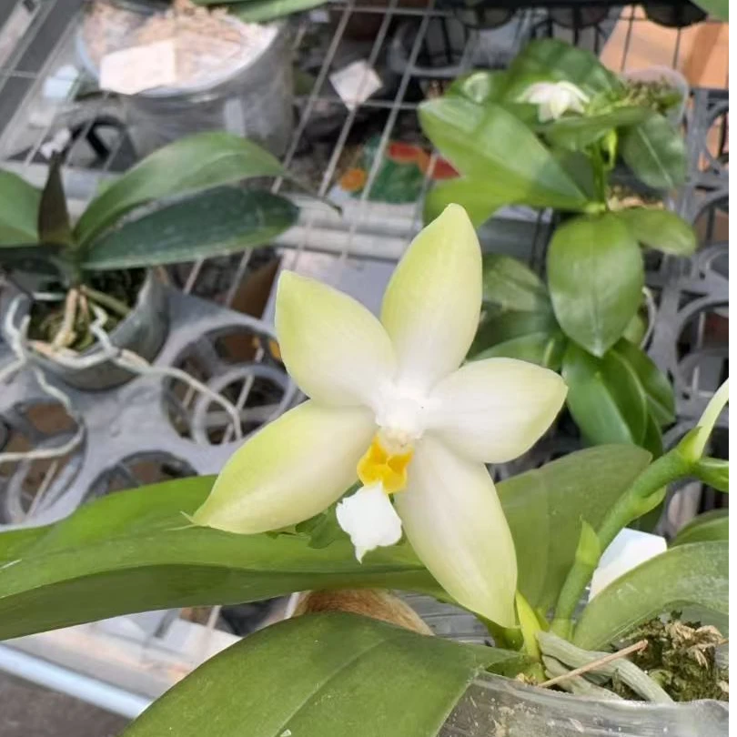 白贝2.5寸开花或花苞 高贵绿植 阳台庭院摆设