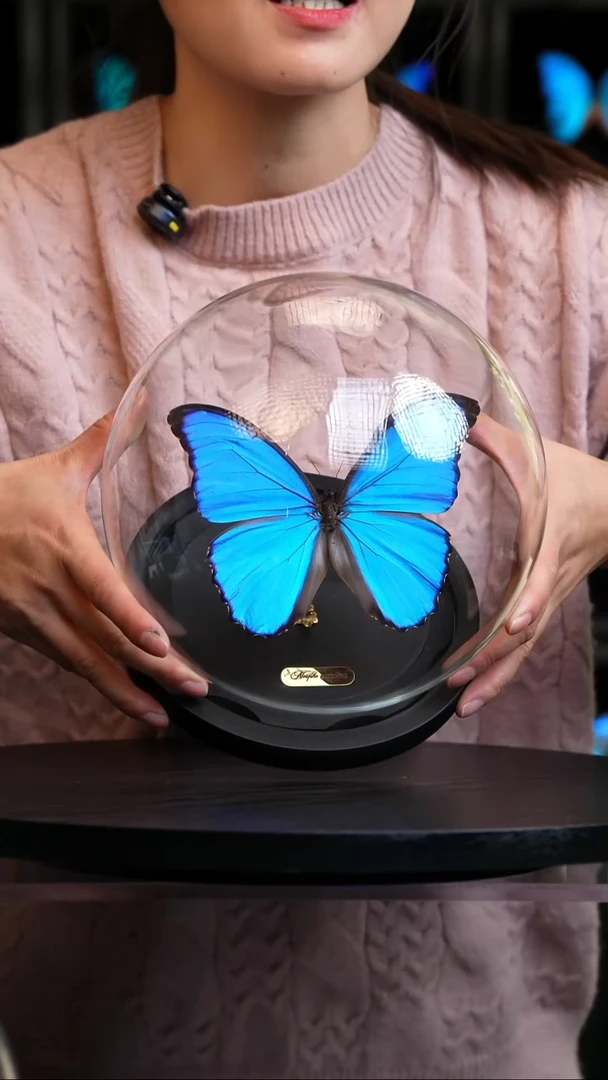 大蓝闪蝶玻璃罩款（带证书）