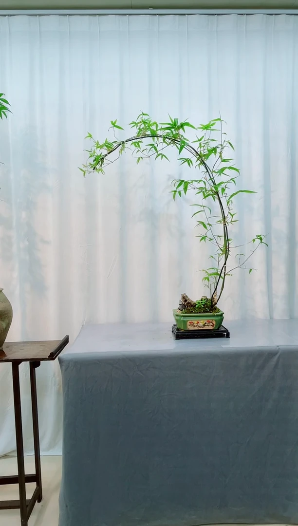 无花朵室内观赏竹盆景