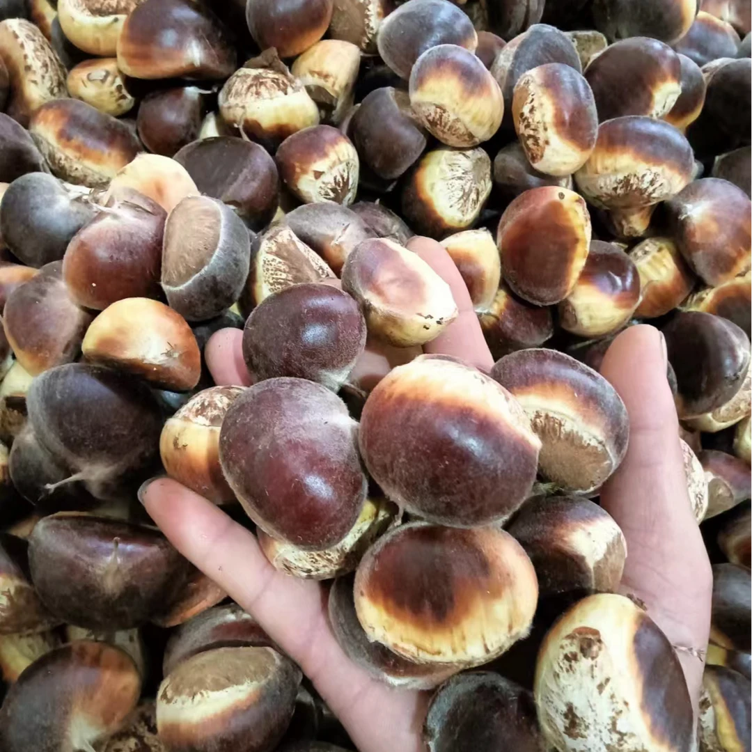 【芊妹专属】板栗之乡新鲜板栗现打带壳红板栗5斤3斤【申通包邮】
