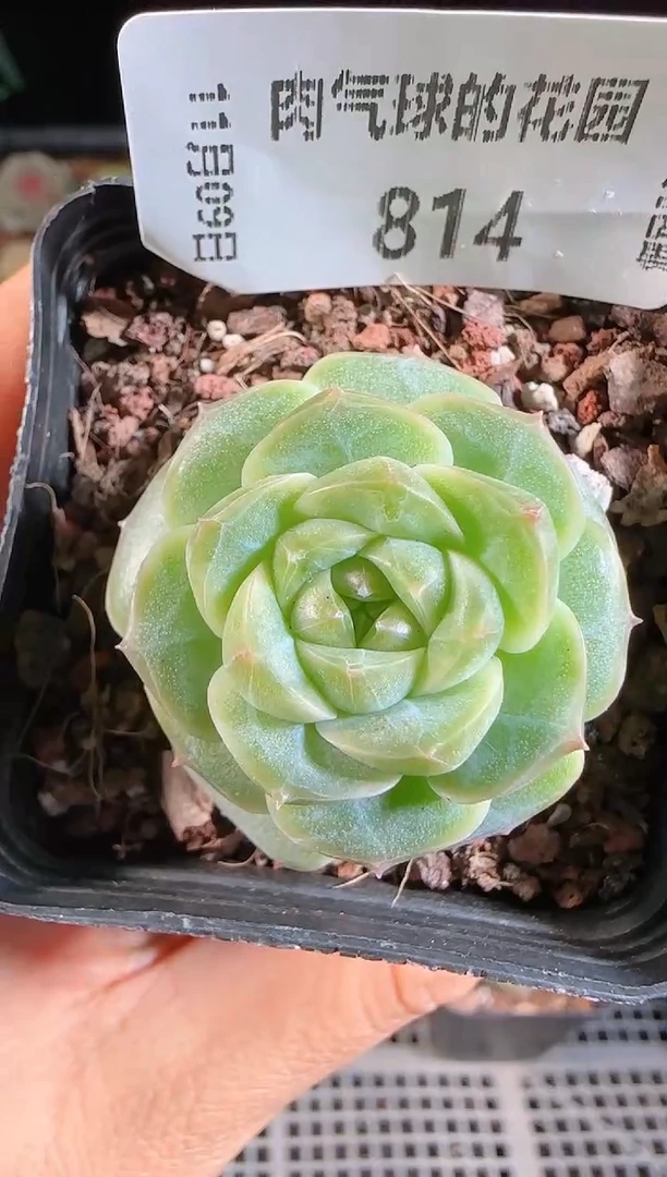 1109-814群生不包整