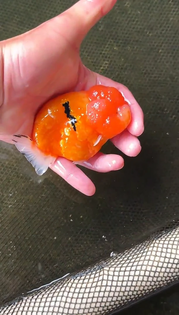 金鱼时**河水娃娃观赏鱼兰寿金鱼 不包邮