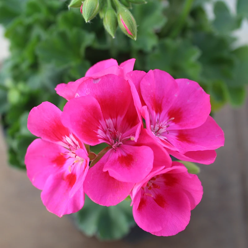 紫红闪耀【复色大花球】耐寒耐热耐涝、宝石般闪耀