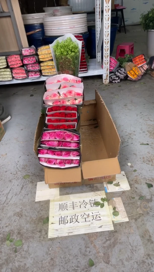 糖果20枝+珍爱20枝+ 艾沙20枝+绿林草