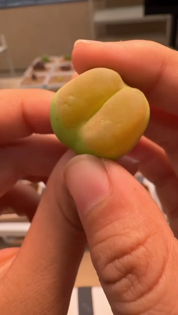 美丽的肉石头-362蟠