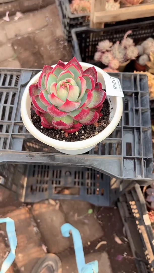 薰*草多肉植物一物一拍21268