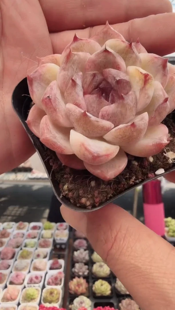 东云多肉园新款-118