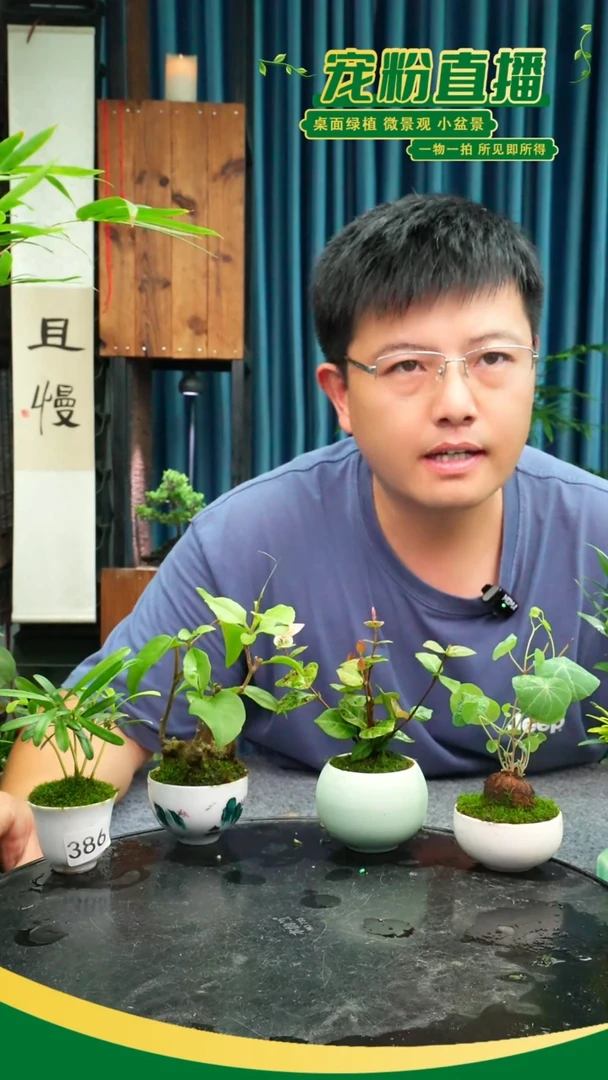 无花朵之*?苔藓微景观386号