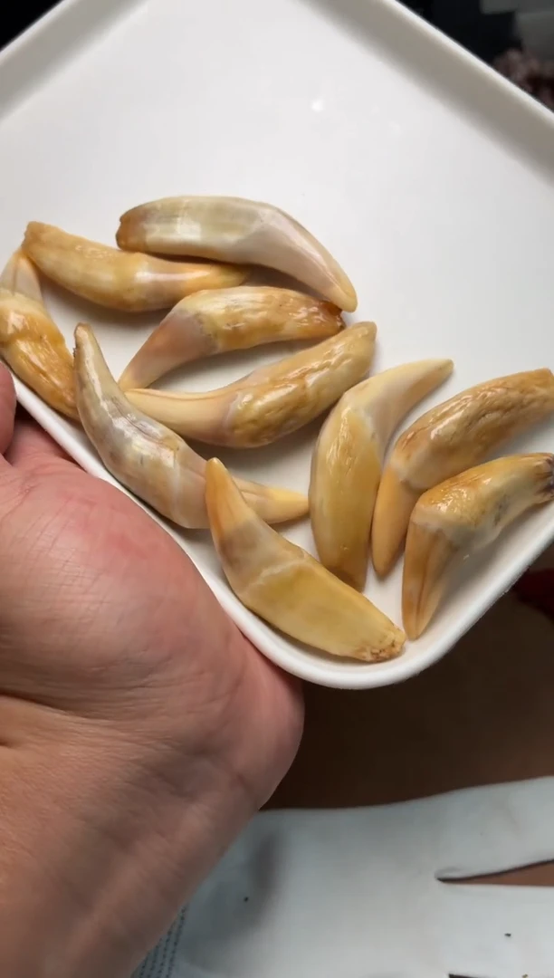 骆驼牙把件杂件418-骆驼牙把件-有棕裂