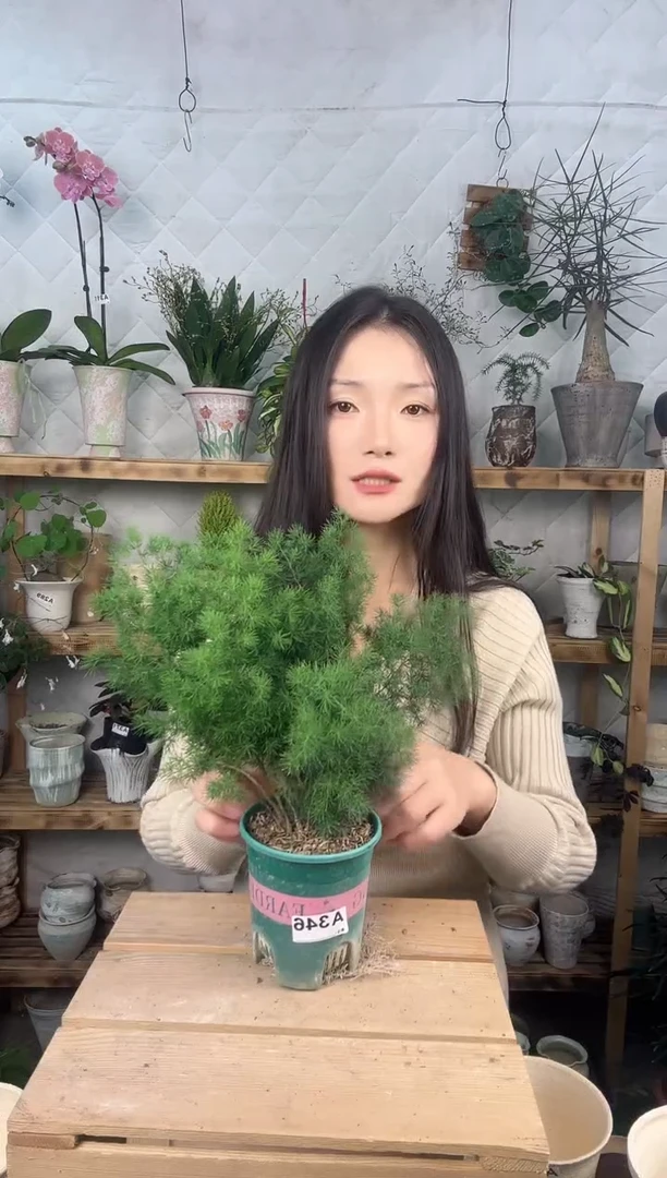 无花朵346蓬莱松育苗盆