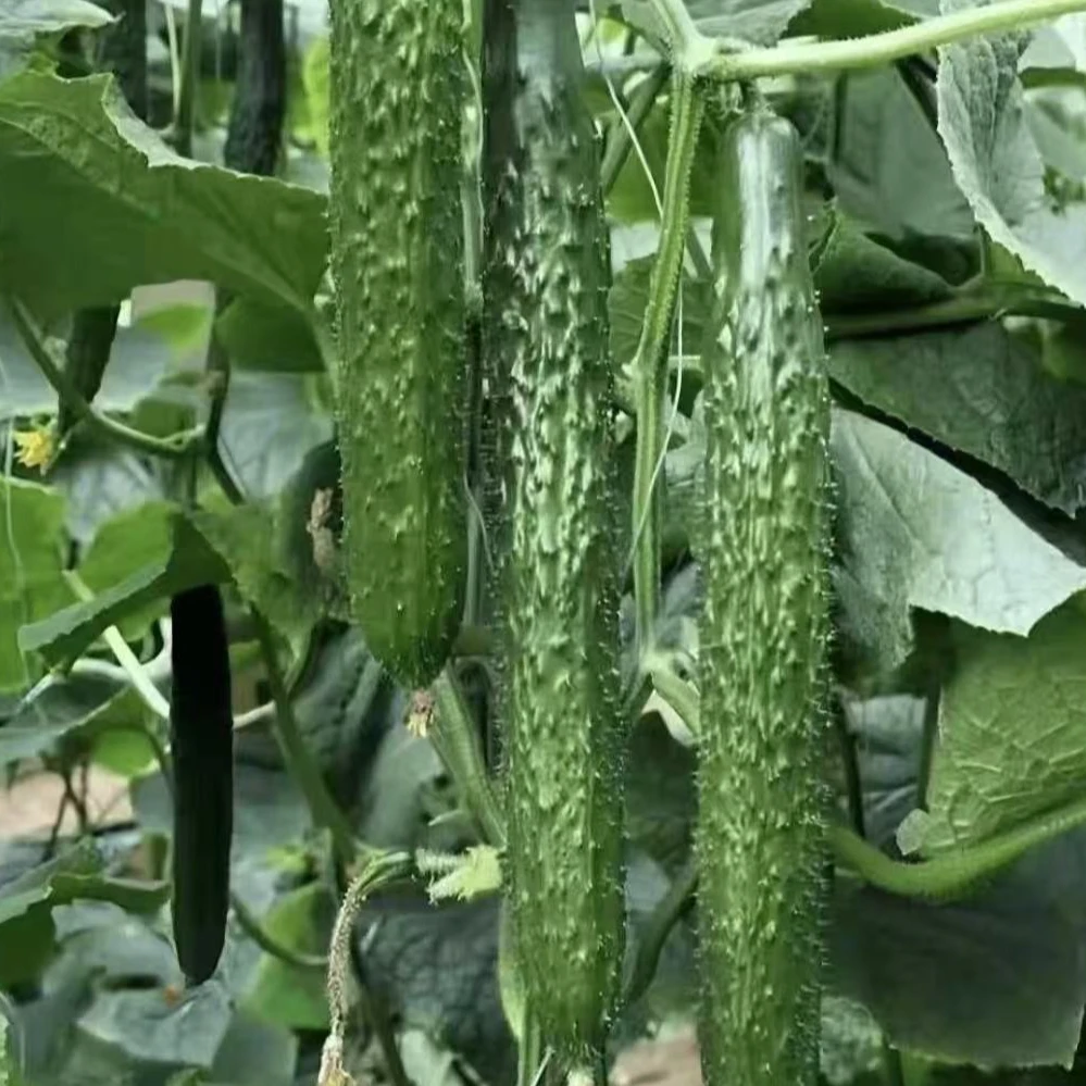 2025年新鲜现摘现发黄瓜清脆爽口清甜农家味顶花带刺