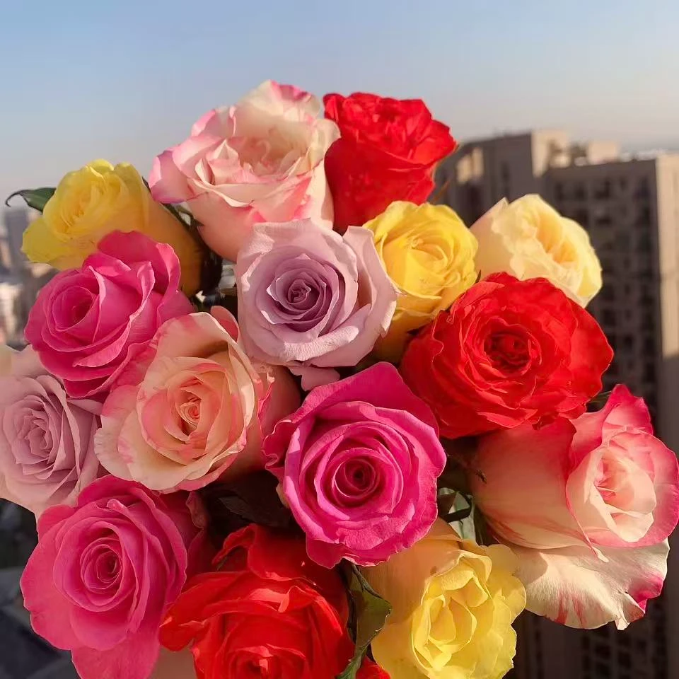 【彩拼单头玫瑰】云南基地直发，同一地址两单送配草，三单送园艺剪刀