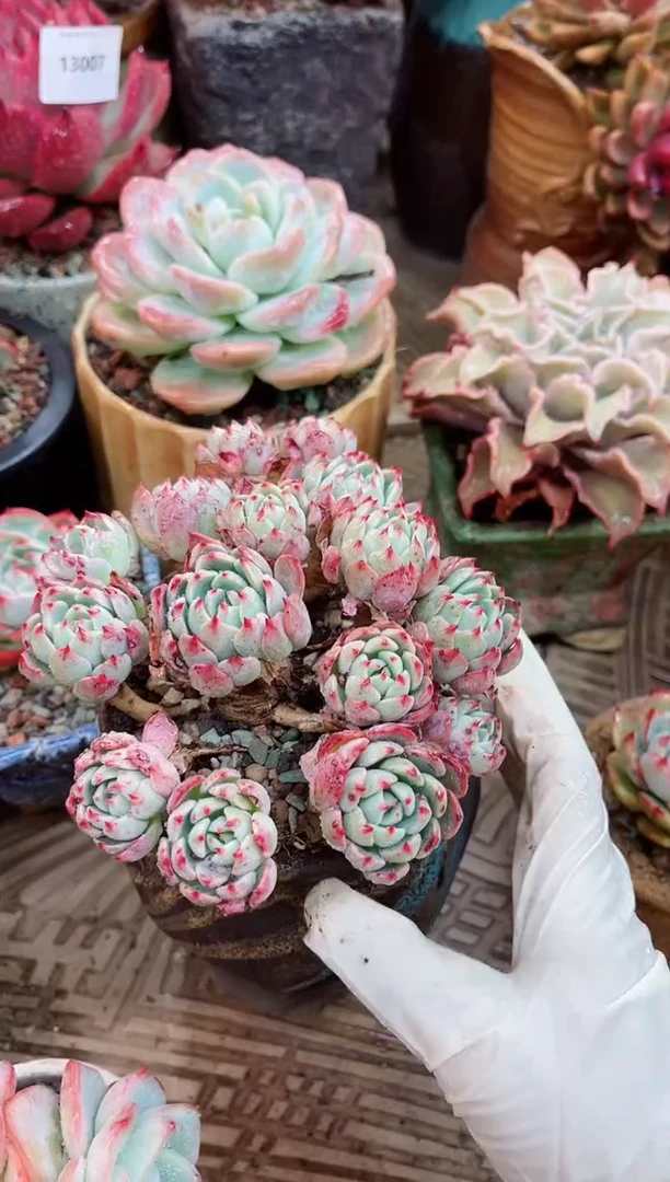 【闪购商品】13017