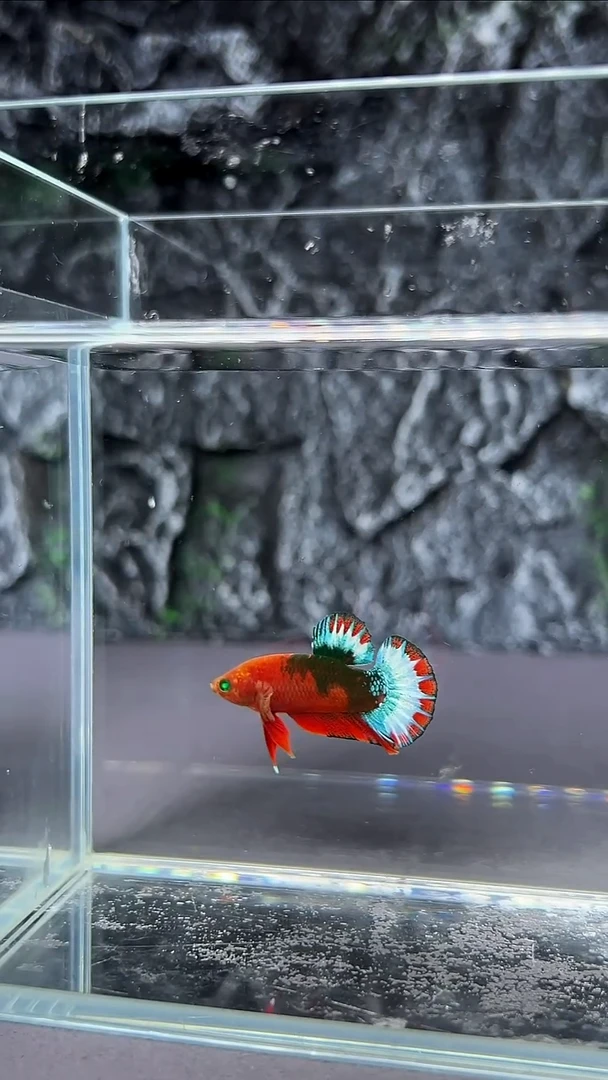 斗鱼竞拍链接A106