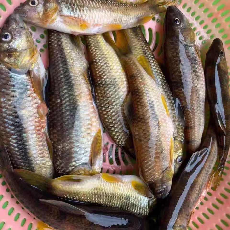新鲜净膛溪水小河鱼石斑鱼农村原生态农产品