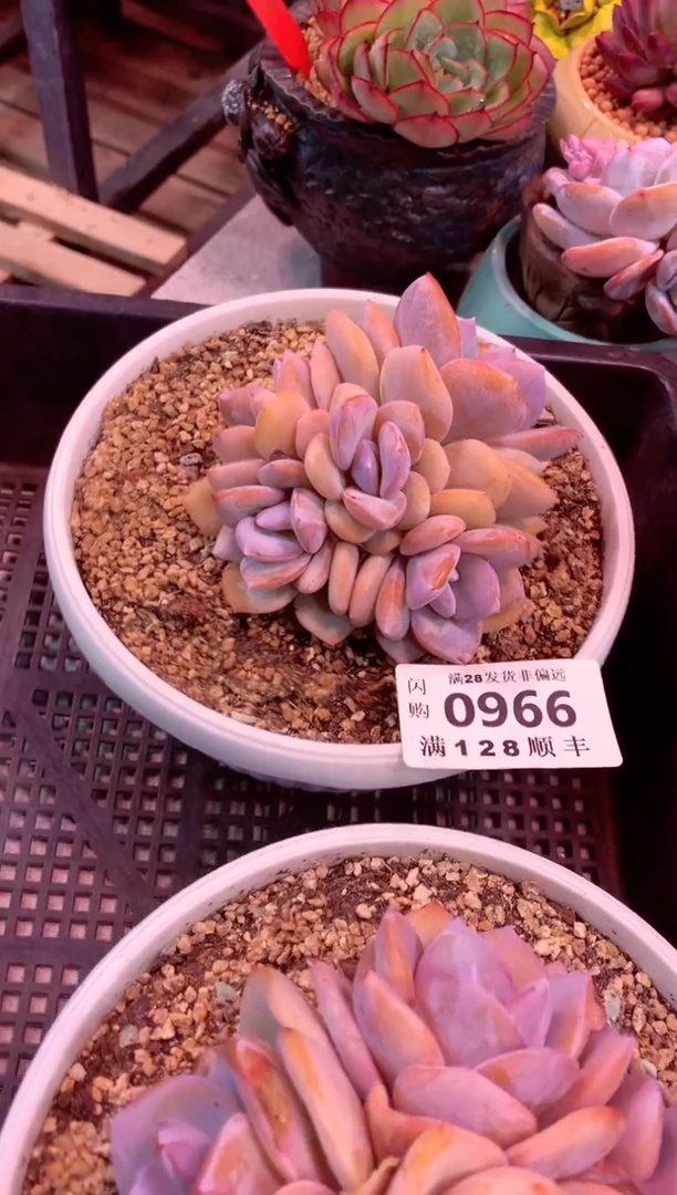 0966（满28发货包邮非偏远）