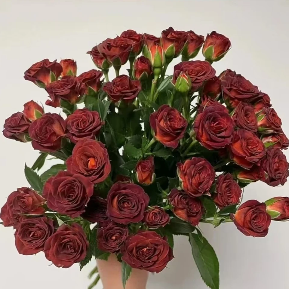 巧克力泡泡 多头玫瑰