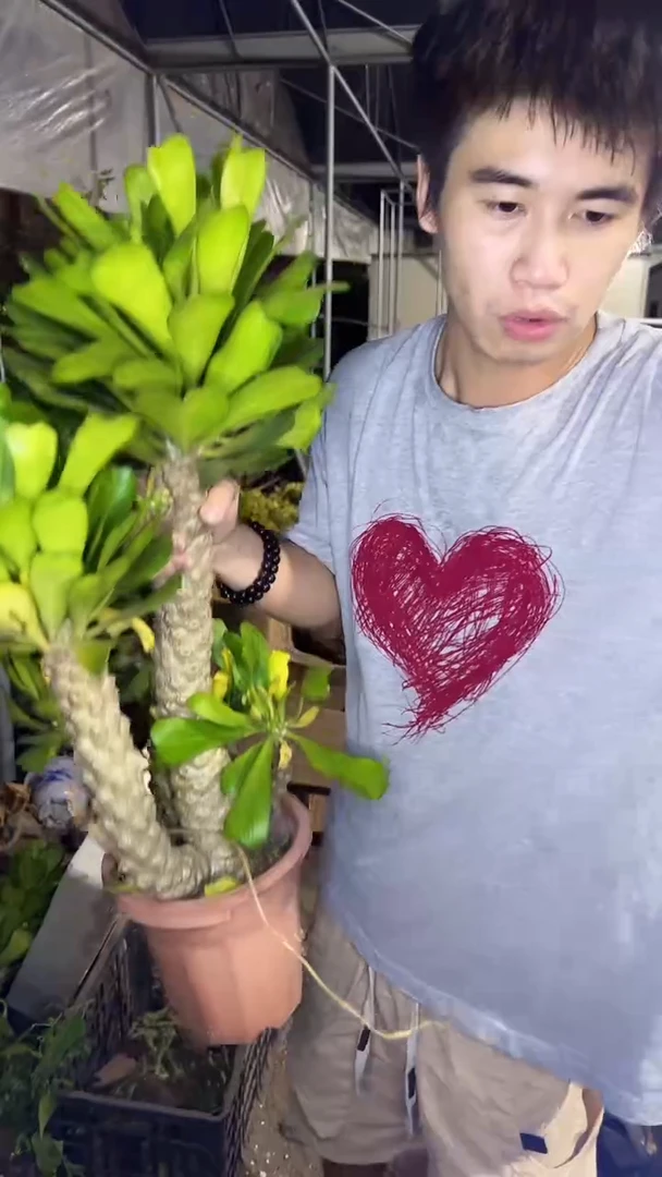 多头 青叶扇贝麒麟