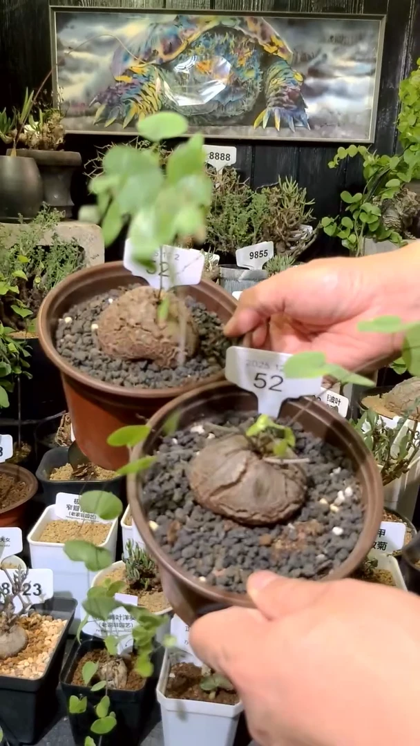 52号1202福利南非龟甲龙买一送一