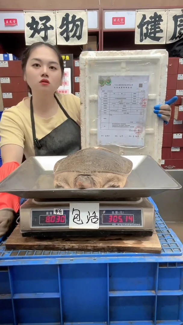 中国大陆8斤一只甲鱼