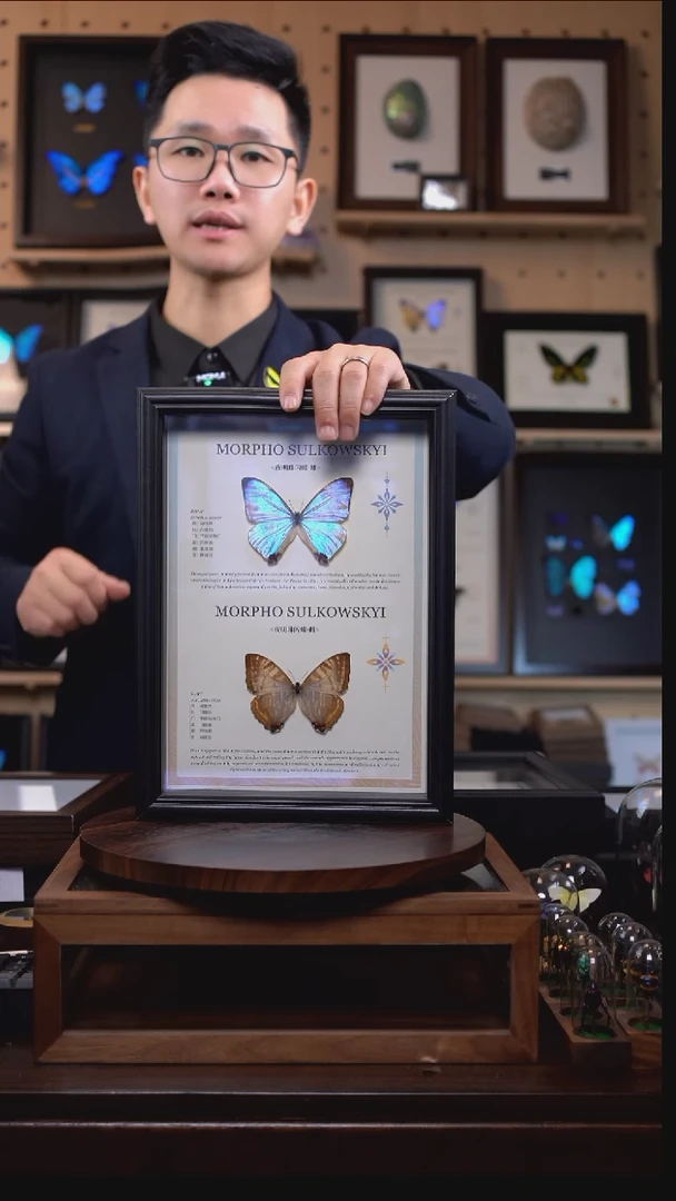 蝴蝶标本摆件竞拍夜明珠闪蝶g219