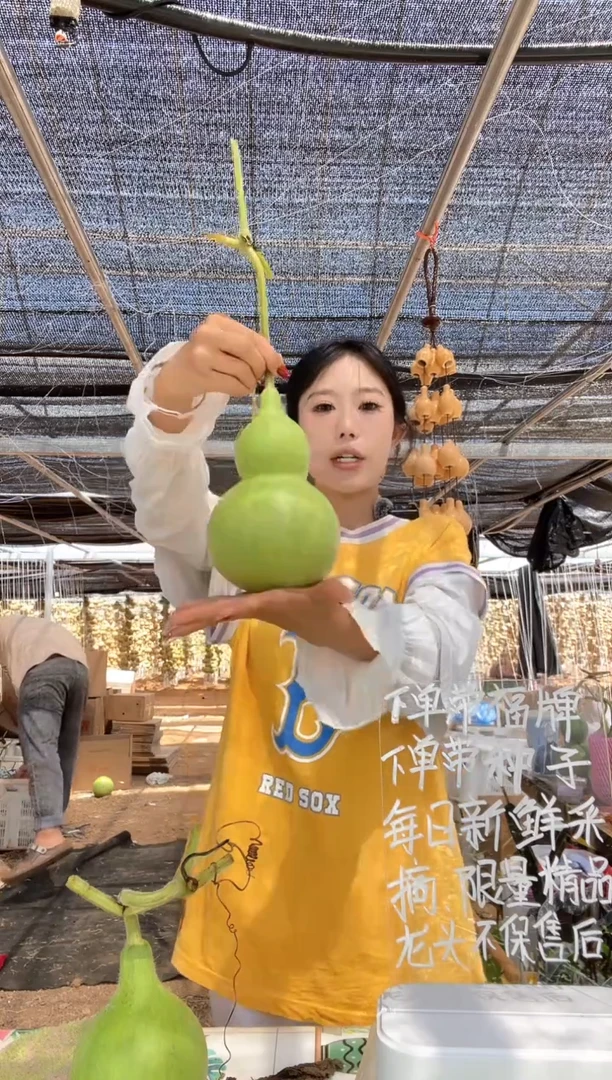 498天然葫芦摆件 一物一拍龙头不保售后