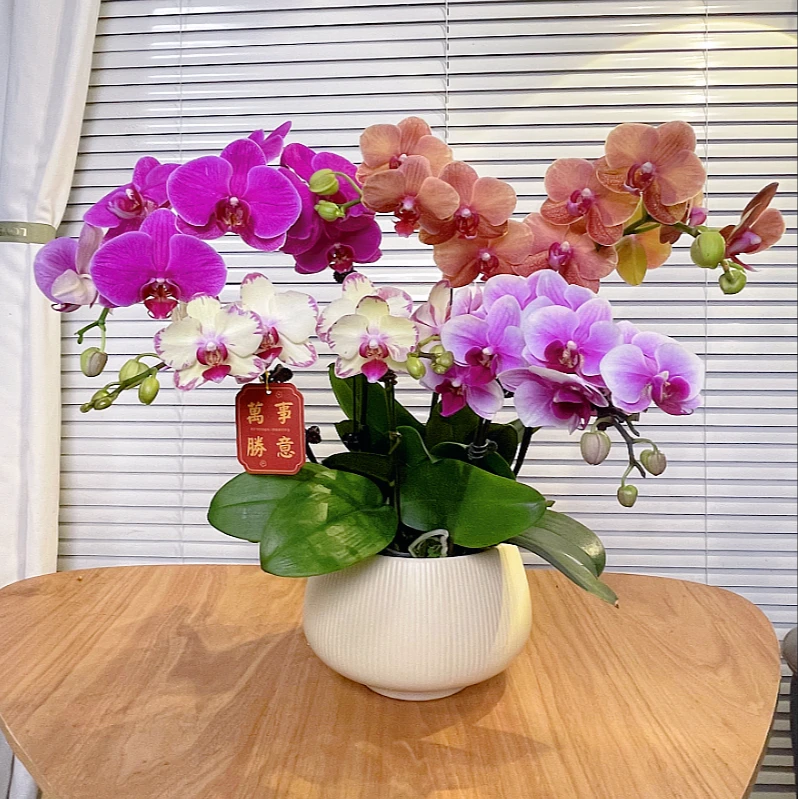 【全家福-蝴蝶兰】艺术组盆 高端鲜花 定制款 易养花期长 绿植盆栽