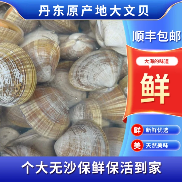 丹东大文贝7-8个头/斤 95%无泥沙个大肥满 顺丰包邮保活到家