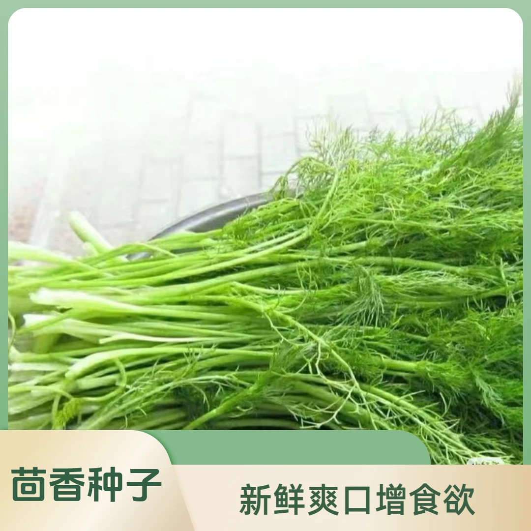 茴香种子  多次采收 四季盆栽