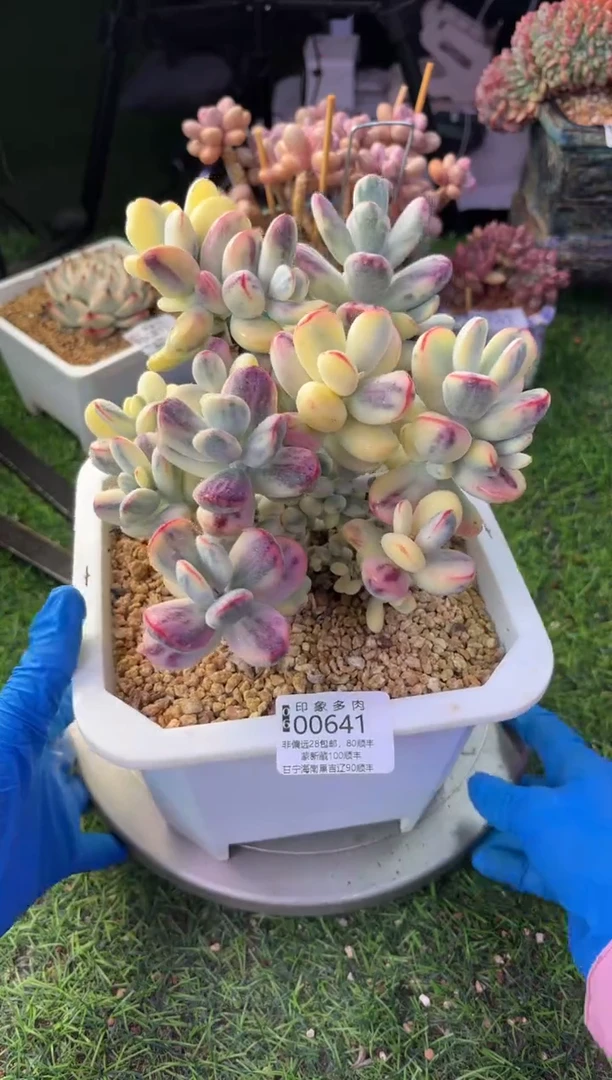 昆明印象多肉00641