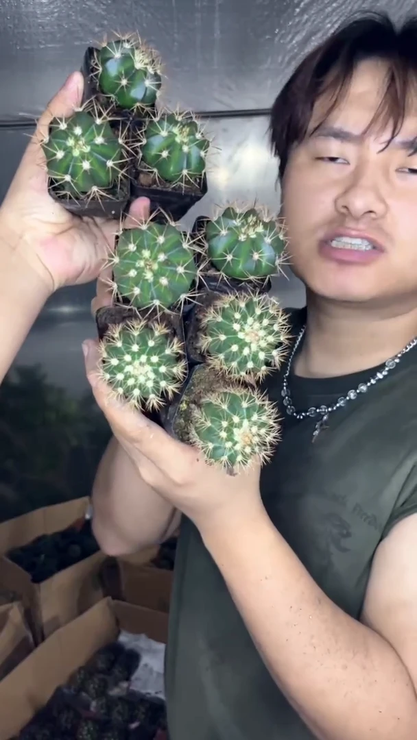 3颗 黄金云+3颗 锦云+3颗 层云【3-5cm】