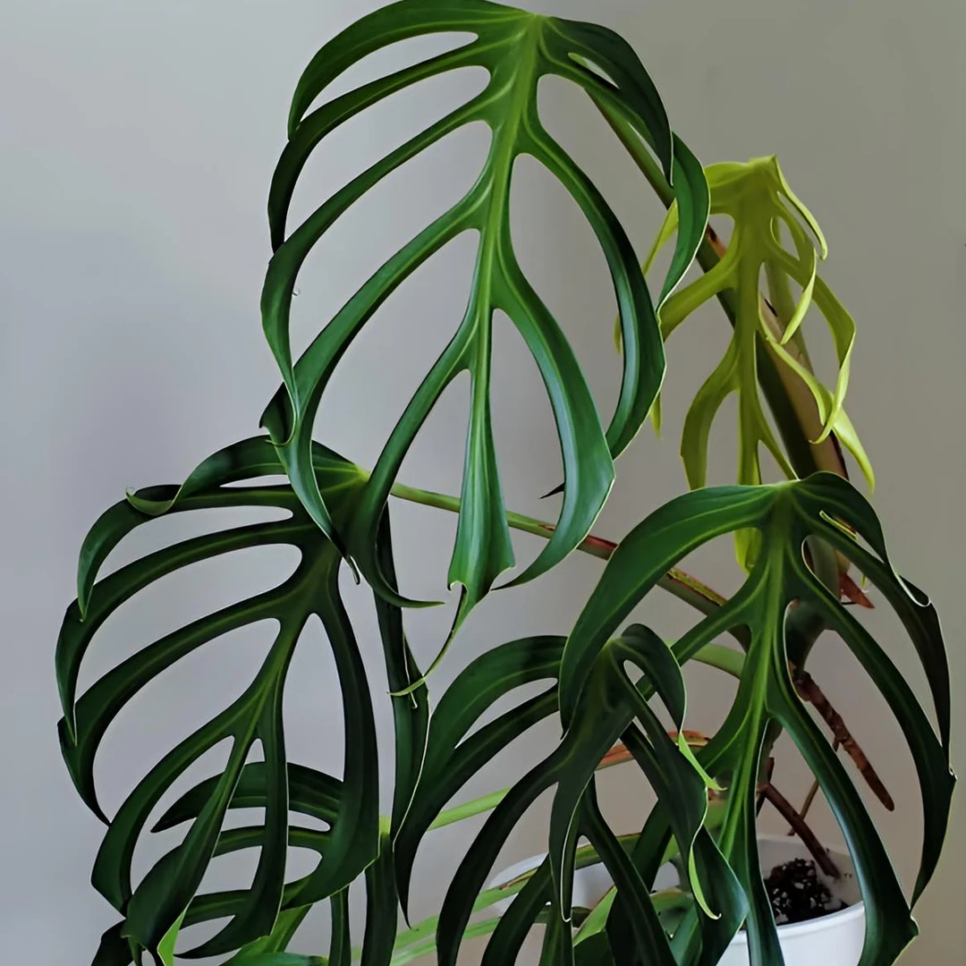 【有植依巴西龟背竹】巴西龟背竹热带植物阳台室内好养窄叶盆栽绿植