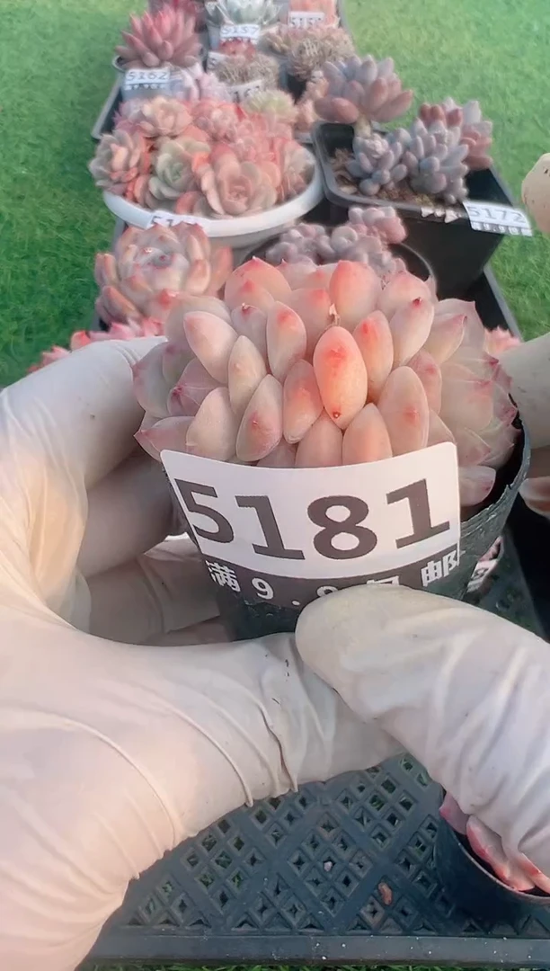 【闪购商品】信福多肉一物一拍