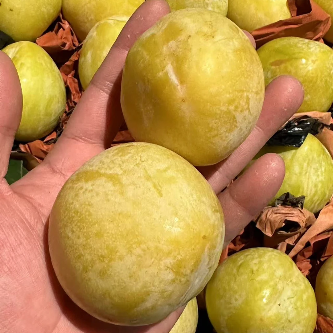 黄金蜜李 半斤- 新人首单福利【只送海丰县城三镇】广东省