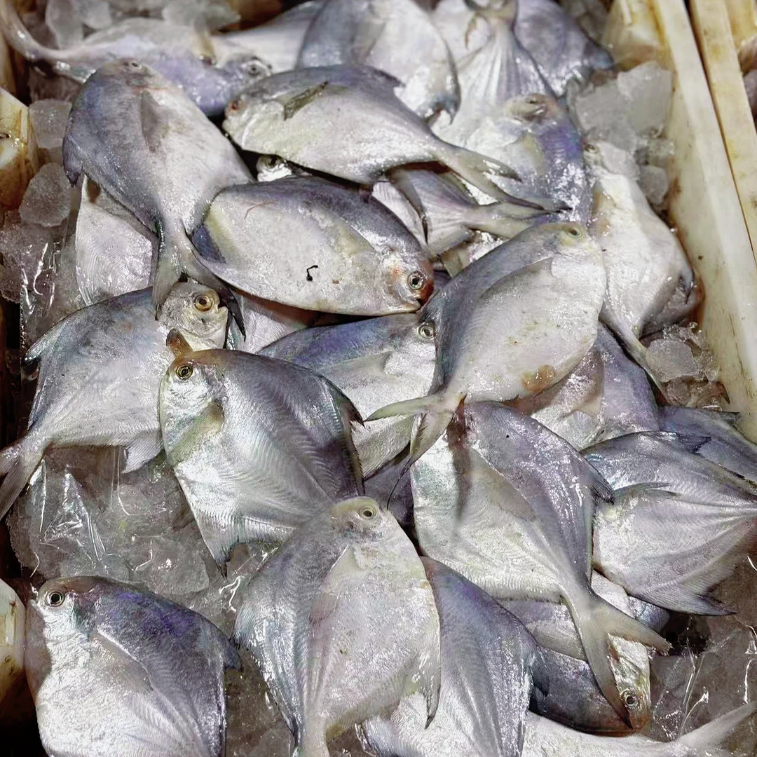 吕四渔港 野生鲳鱼