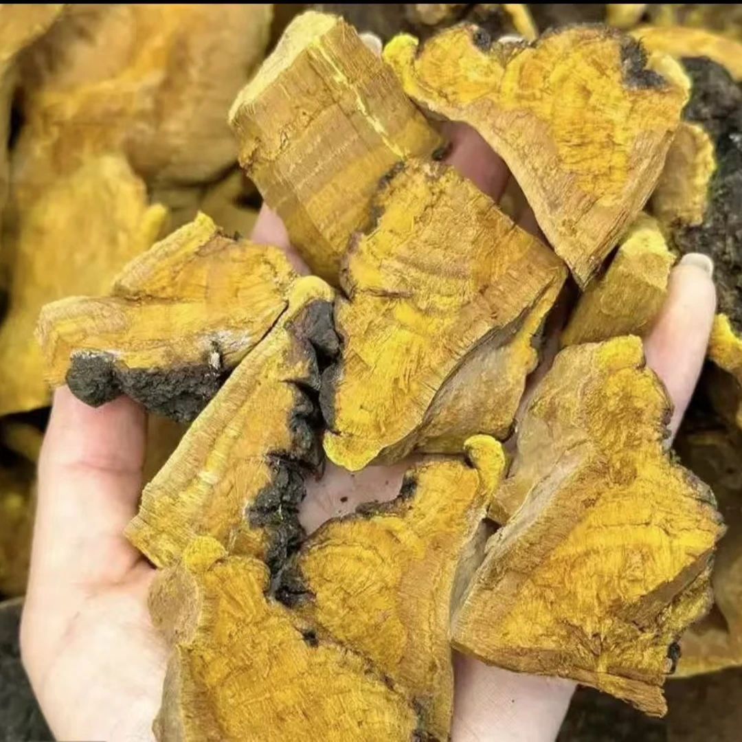 高山高海拔 桑黄 100克 250克 500克 鑫鑫专属