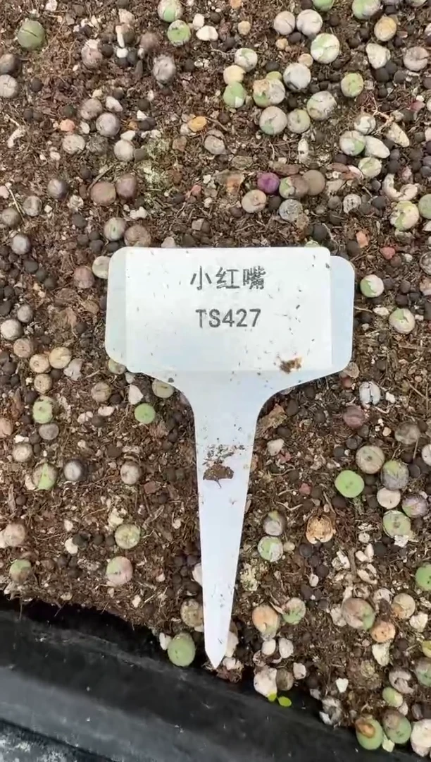 肉锥生石花10-200ts427一颗