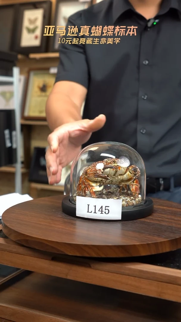霸王蟹玻璃罩款l145
