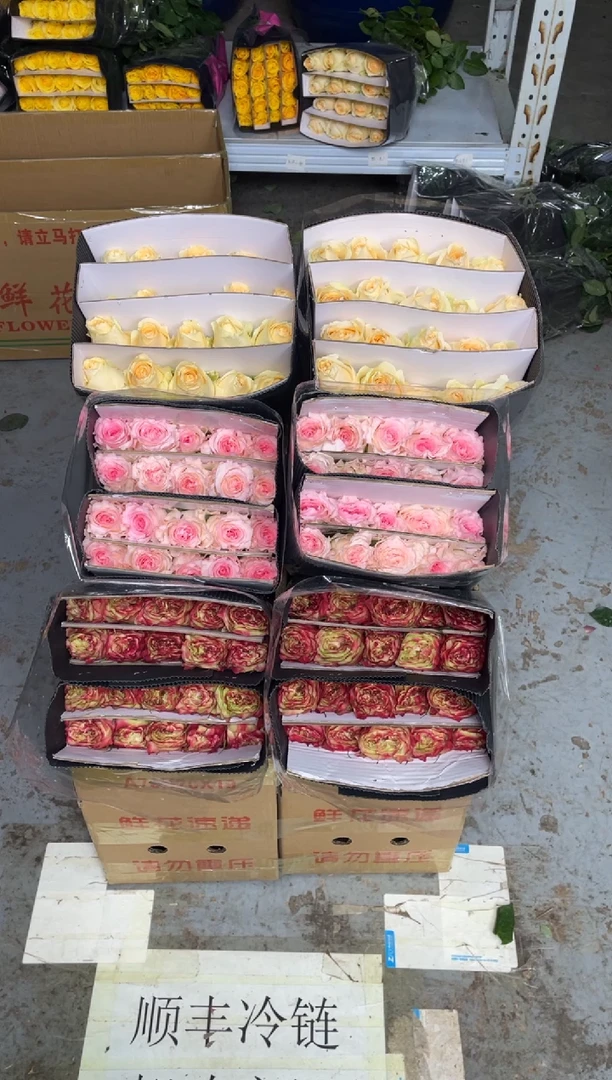 苹果杰克20枝+洛神20枝+香槟20枝