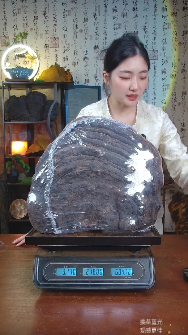 红缘拟层孔菌中国大陆【藏区 野生】红缘树舌（6.26斤）70-80年份