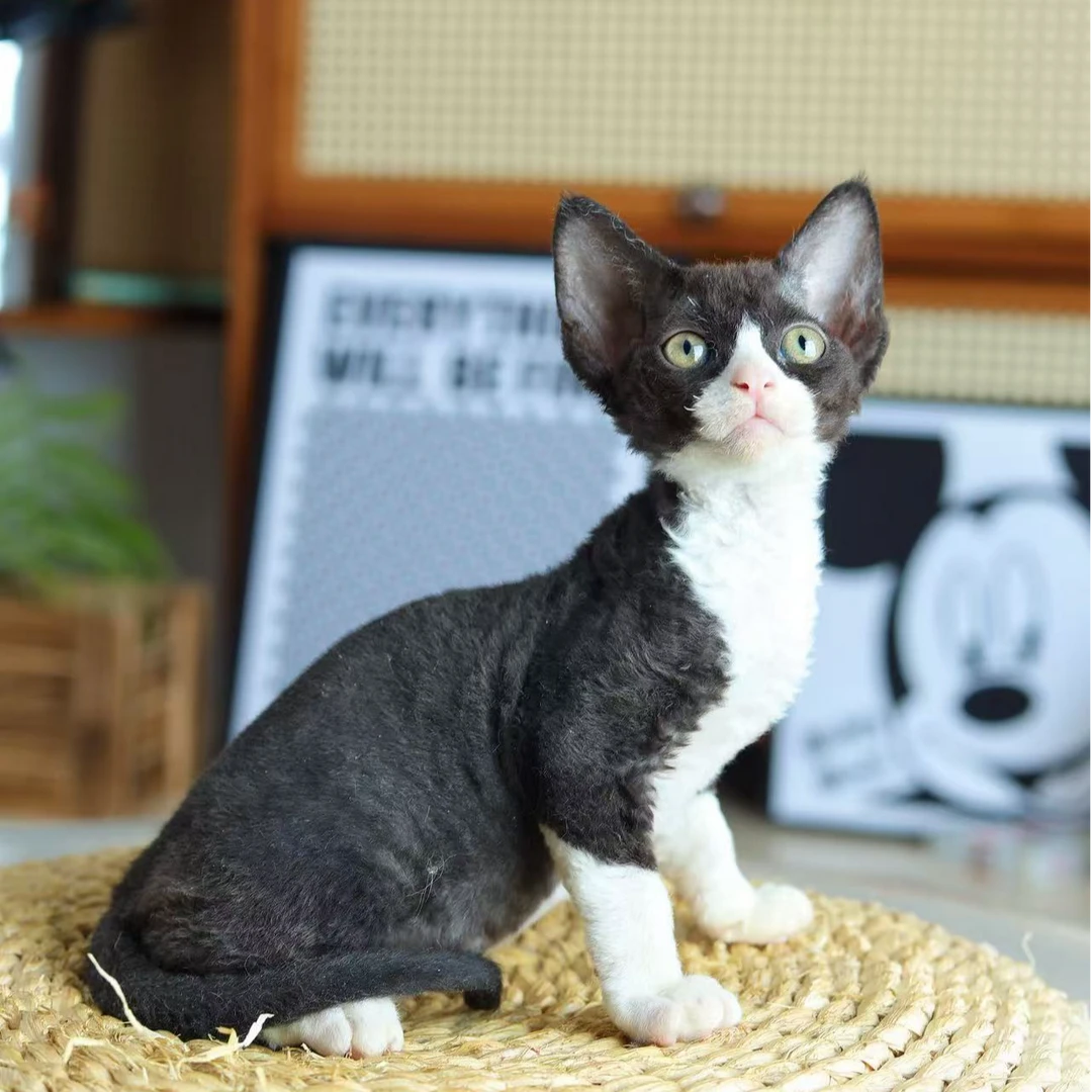 波波 黑白妹妹 包子的德文卷毛猫
