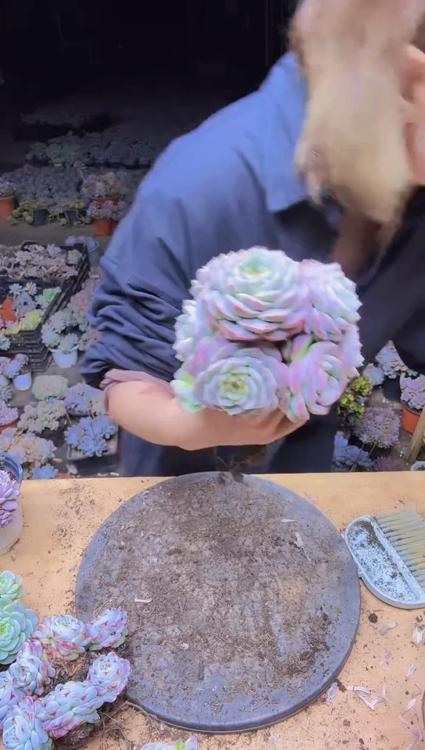 四*草7920天鹅绒一物一拍