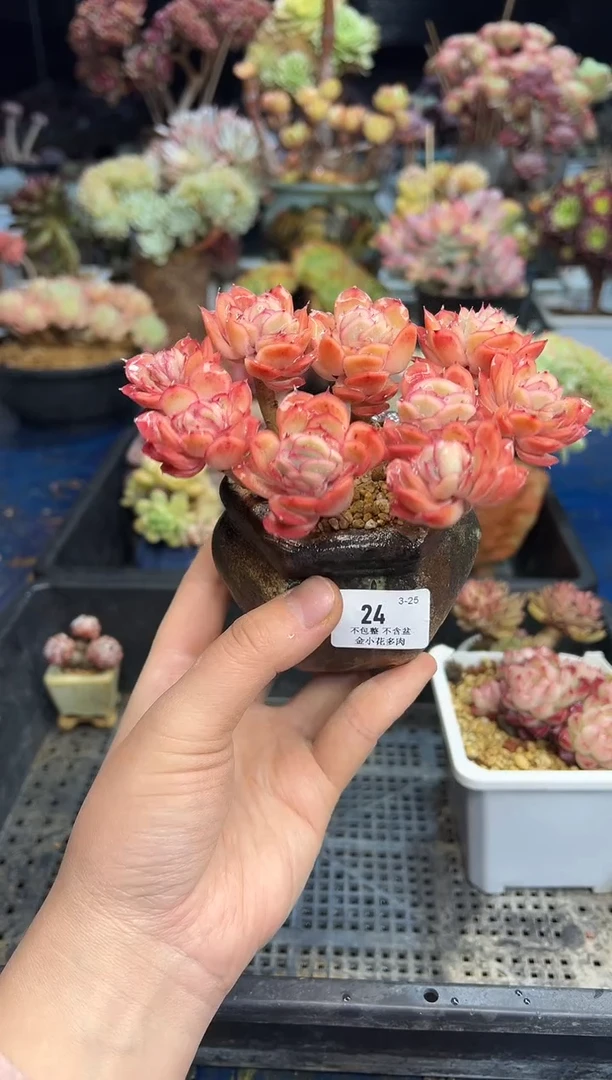 【闪购商品】24不带盆
