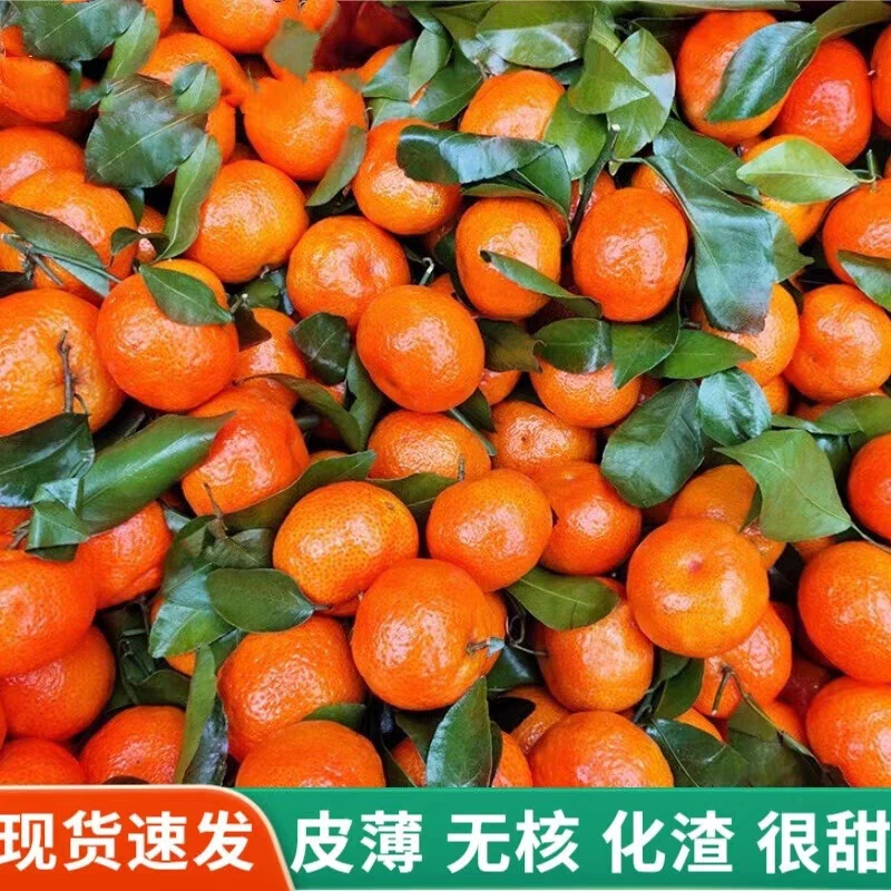 广西正宗沙糖桔 果园直发 现摘现发 纯甜