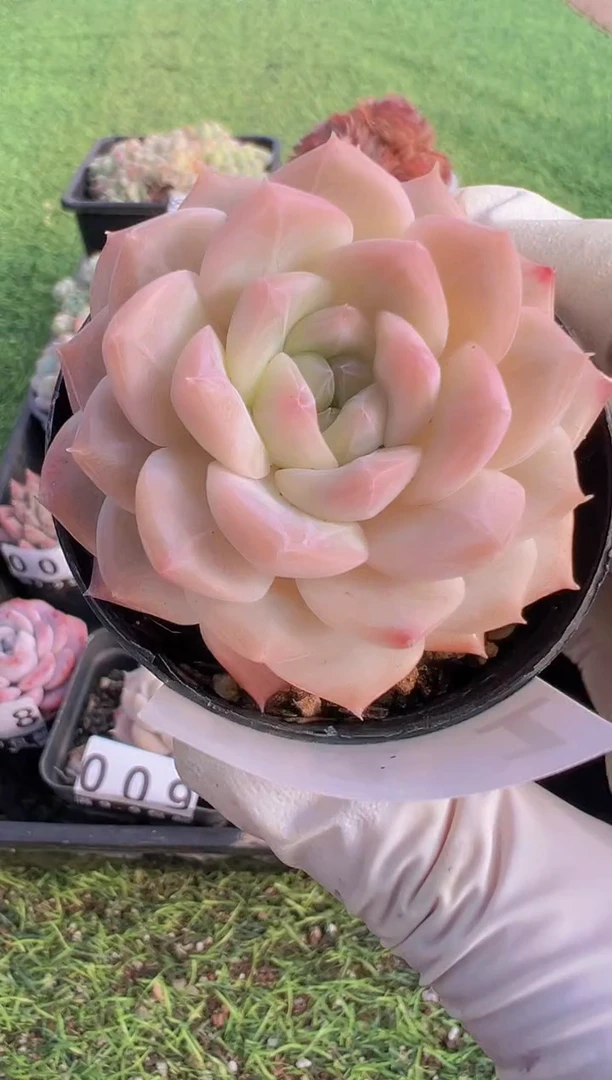 【闪购商品】信福多肉一物一拍